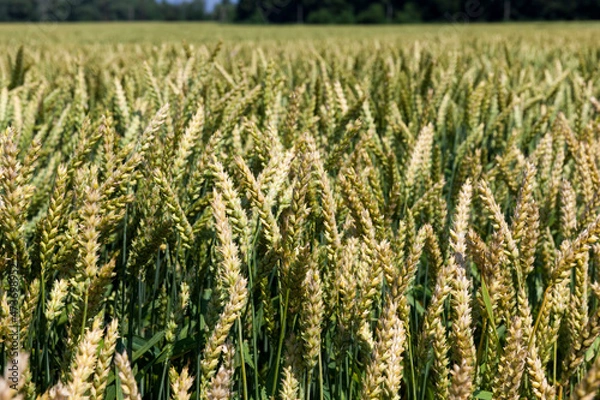 Fototapeta farming for growing wheat and harvesting grain