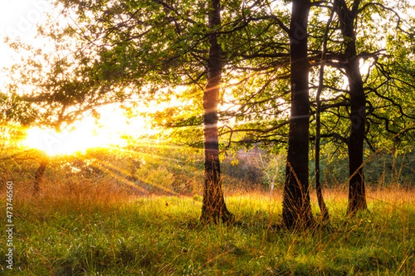 Fototapeta Oak trees in rays of light