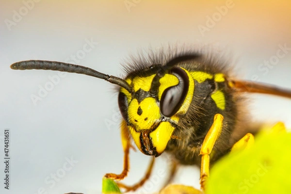 Fototapeta Beautiful Median wasp (Dolichovespula) portrait 
Close-up view of head of live European hornet (Vespa crabro)--the largest eusocial wasp native to Europe (4 cm) and the only true hornet found in North