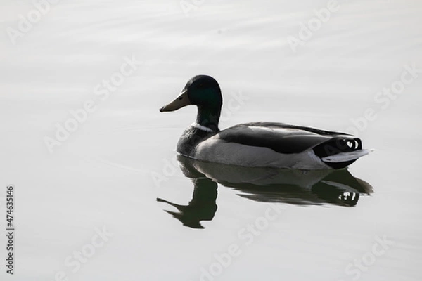 Fototapeta cute isolated mallard duck swimming on the lake, with a reflection, in black and white