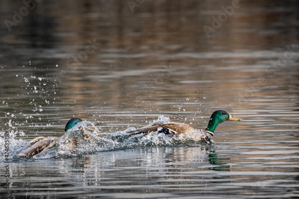 Fototapeta crazy mallard ducks having fun on the lake, flying, splashing water, playing