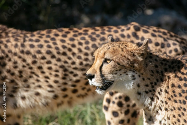 Fototapeta A Very Beautiful Spotted African Cheetah Profile Walking to the Left Frame on a Grassy Hill Slope