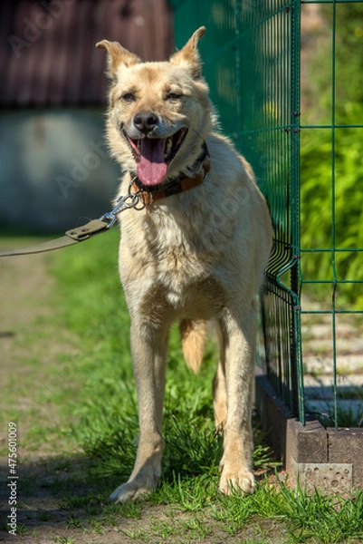 Fototapeta beige mongrel dog on a leash against a background of greenery in summer