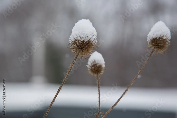 Fototapeta Snowy wild teasel in front of an idyllic winter snow scenic landscape at the Isar River, English garden, Munich, Germany, blurred background