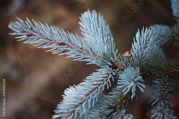 Obraz Fir tree brunch close up. Shallow focus. Fluffy fir tree brunch close up.