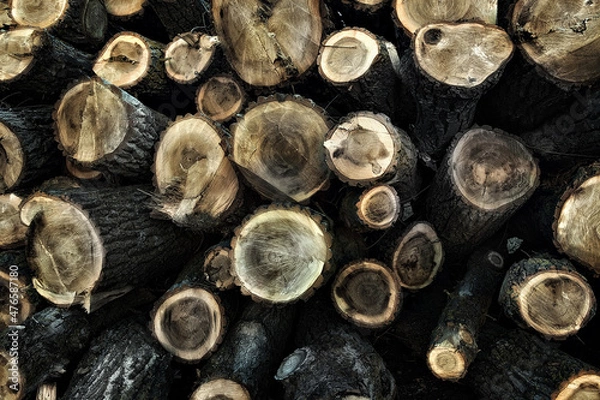 Fototapeta Big pile of logs lying in a field close up