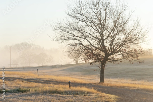 Fototapeta Long metal fence uphill with line of trees in early morning foggy landscape in Cartwright, Oklahoma, USA