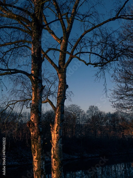 Fototapeta trees at sunset