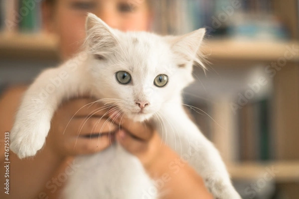 Fototapeta Child playing with baby cat. Kid holding white kitten and kisses him. Little boy snuggling cute pet animal sitting on couch in sunny living room at home. Kids play with pets