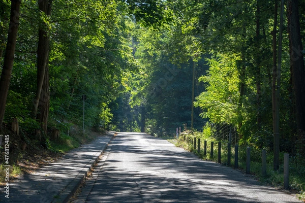 Fototapeta Landscape of entrance to forest trail in Kaiserslautern Germany