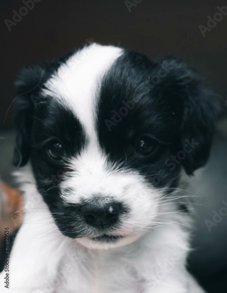 Fototapeta cachorro