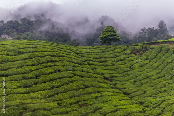 Obraz Tea plantation in Cameron highlands, Malaysia