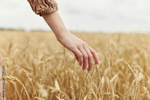 Fototapeta hand the farmer concerned the ripening of wheat ears in early summer endless field