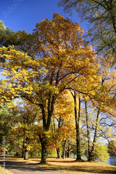 Fototapeta Park in autumn