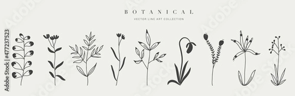 Fototapeta Botanical arts. Hand drawn continuous line drawing of abstract flower and floral. Vector illustration.
