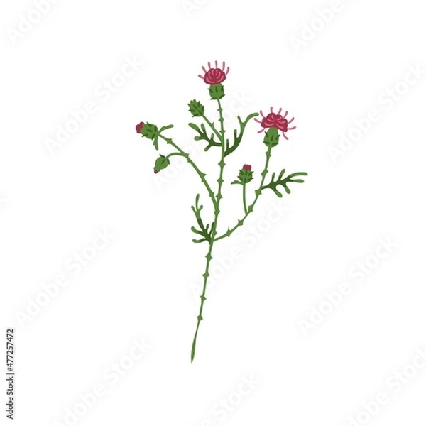 Fototapeta Milk thistle flower. Wild blooming plant. Botanical drawing of Celtic floral herb with thorns. Meadow medicinal wildflower. Flat vector illustration isolated on white background