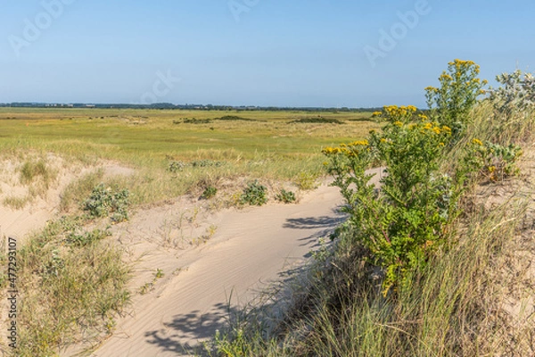 Fototapeta Séneçon commun ou séneçon vulgaire (Senecio vulgaris)