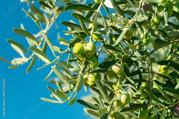 Fototapeta Green Olives on the tree before harvest