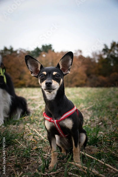 Fototapeta Chihuahua is standing in the grass. He is so crazy dog on trip.