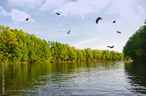 Fototapeta Flying red hawk flock over green mangroves forest and river