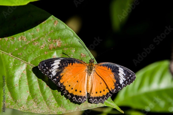 Fototapeta the male leopard lacewing (Cethosia cyane) is a species of heliconiine butterfly found from India to southern China and Indochina.