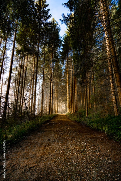 Fototapeta path in the forest