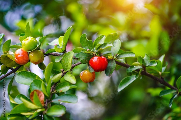 Fototapeta Fresh organic Acerola cherry on the tree.