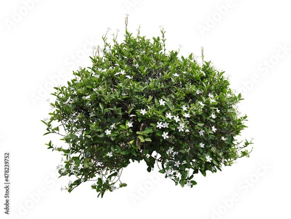 Fototapeta Tropical  shrub bush tree isolated  plant with clipping path.