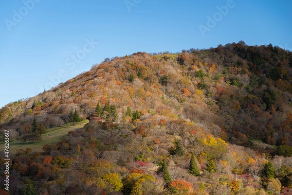 Fototapeta 紅葉する山