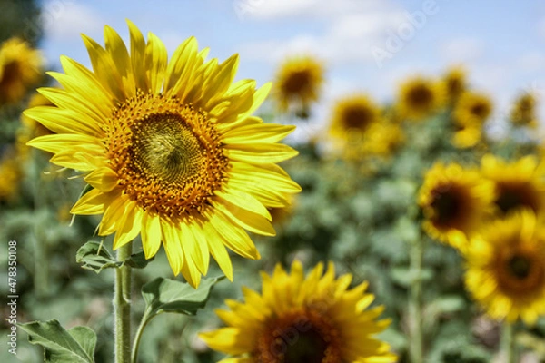 Fototapeta Sunflowers looking at the sun in Cuenca