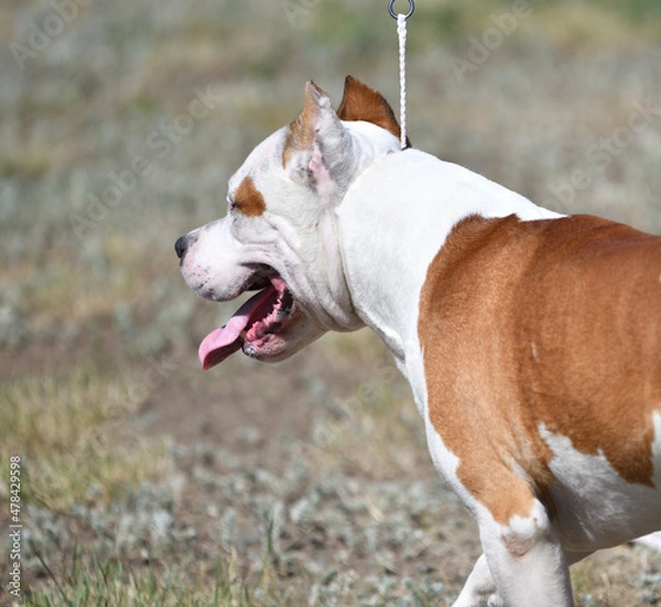 Fototapeta Pit bull dog in the summer during the day 