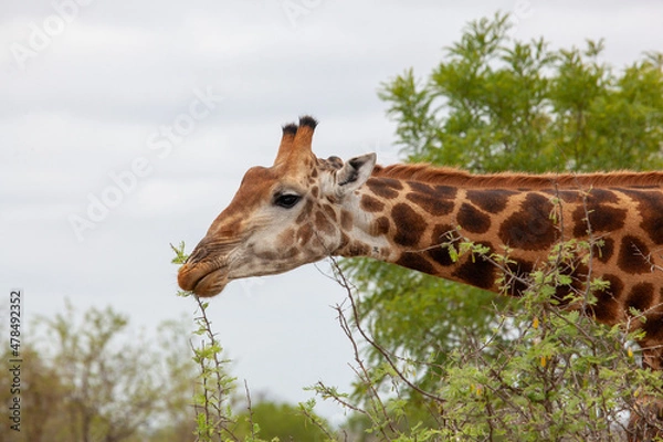 Fototapeta Giraffe eating