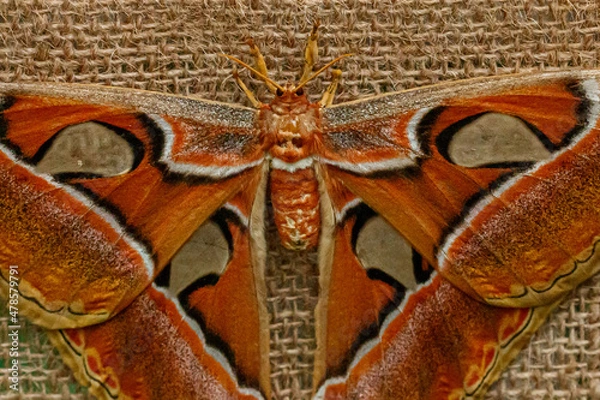 Fototapeta macro beautiful butterfly Attacus lorquin