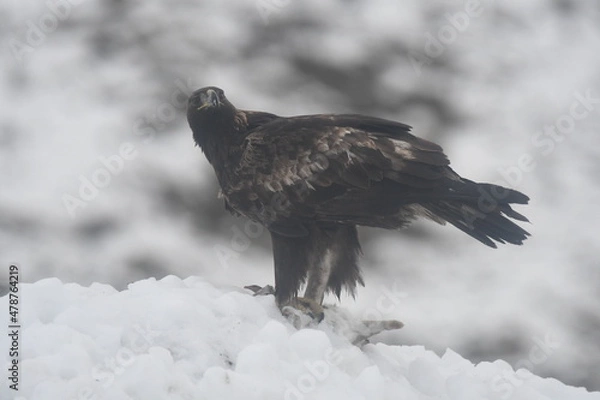 Fototapeta Aguila real en la montaña