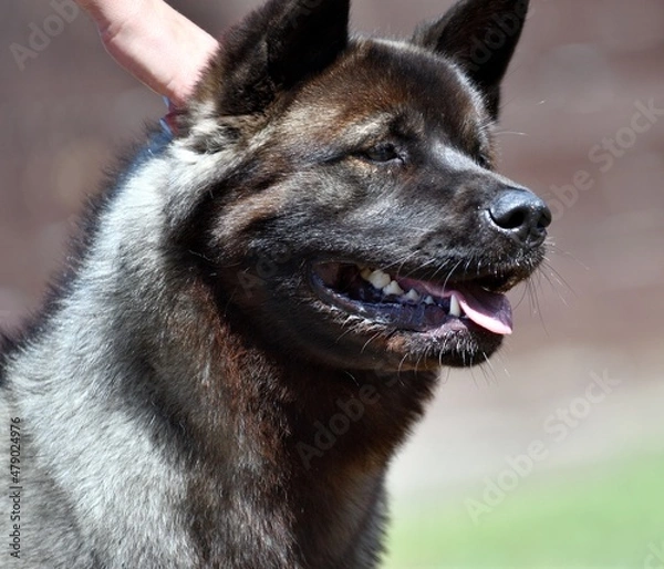 Fototapeta Dog breed American Akita on a walk in the summer 