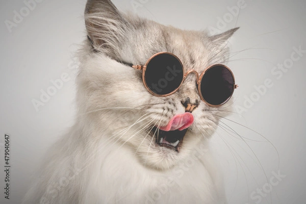 Fototapeta Portrait of funny grey cat with open mouth in sunglasses. Cat licking lips. Copy space