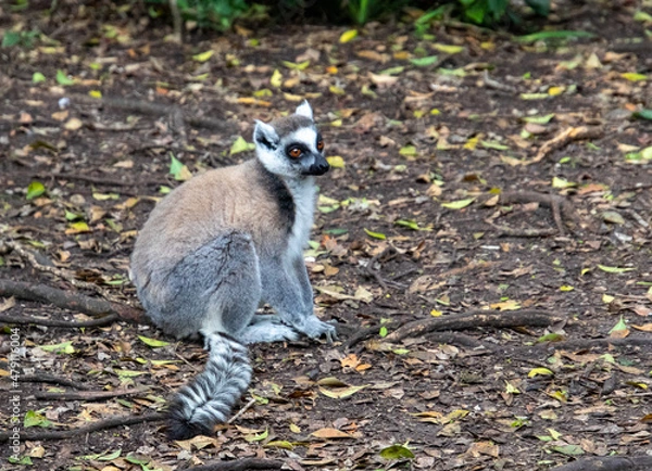 Fototapeta A ring-tailed lemur