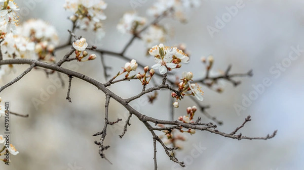 Fototapeta Dry branch of blossoming wild cherry selective soft focus on blurred cherry tree background in sunlight with copy space. Beautiful floral image of spring nature close up macro.