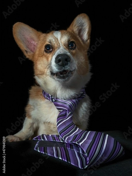 Fototapeta Pies rasy corgi pembroke rudy na czarnym tle