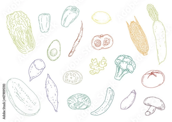 Fototapeta 野菜のおしゃれな線画セット（線画カラー）Fashionable line art set of vegetables (line art color)