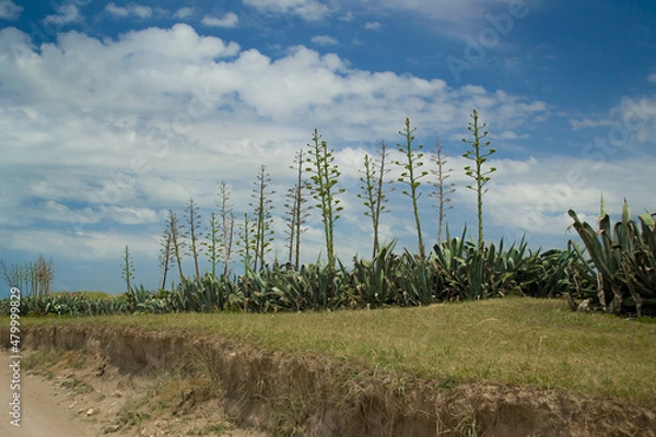 Fototapeta Wild Agave plants in Necochea´s beach, Buenos Aires, Argentina.