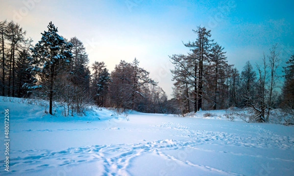 Fototapeta Winter landscape with sunset and the forest