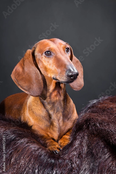 Fototapeta red dachshund with hunting trophy