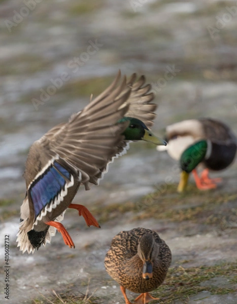 Fototapeta Mallard landing on a snowy pier at the frozen lake Mälaren a sunny and snowy winter day in Stockholm