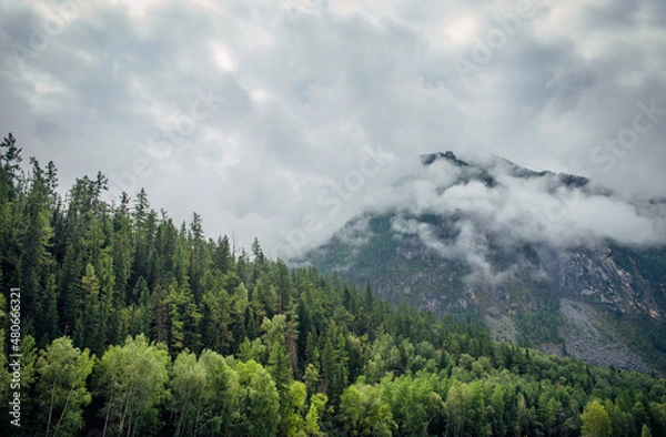 Fototapeta Thick white fog at the top of mountains turns into a cloudy sky. Majestic landscape - high cliffs covered with forest. Natural background.