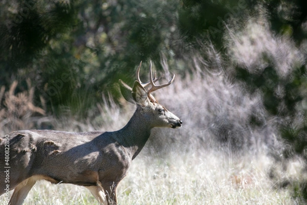 Fototapeta A Stag Male Mule Deer with a large Rack of Antlers in the California Dry Hills