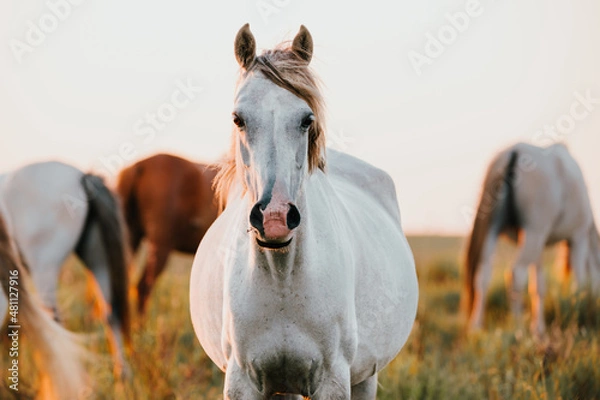 Fototapeta horse in the field