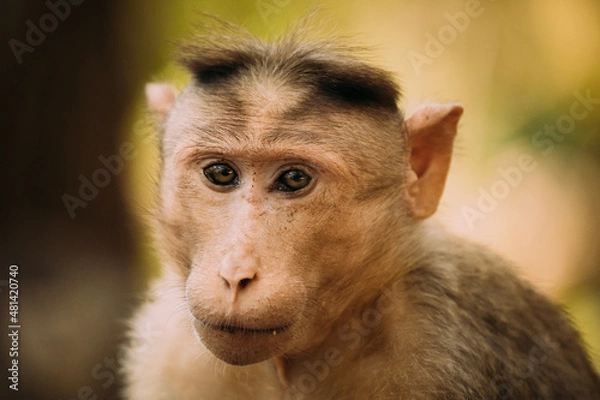 Fototapeta Goa, India. Bonnet Macaque - Macaca Radiata Or Zati. Monkey Close Up Portrait