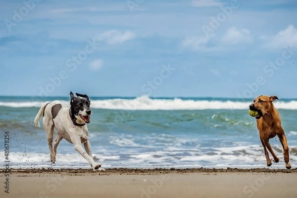 Fototapeta domestic dogs playing on the beach