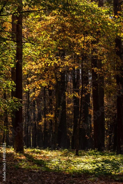 Fototapeta Vertical photo of golden foliage at forest. Bright sunny day in autumnal forest. Sun is shining brightly into the forest with colorful leaves. Fall in the woods. Bright autumn day in the woodland.